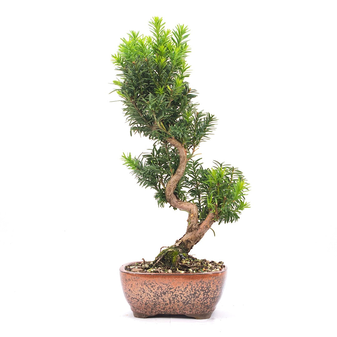 Eibe Hybrid 'Taxus media'